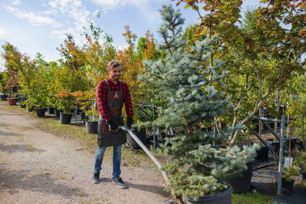 Best Professional Tree Care  in Dexter, NM